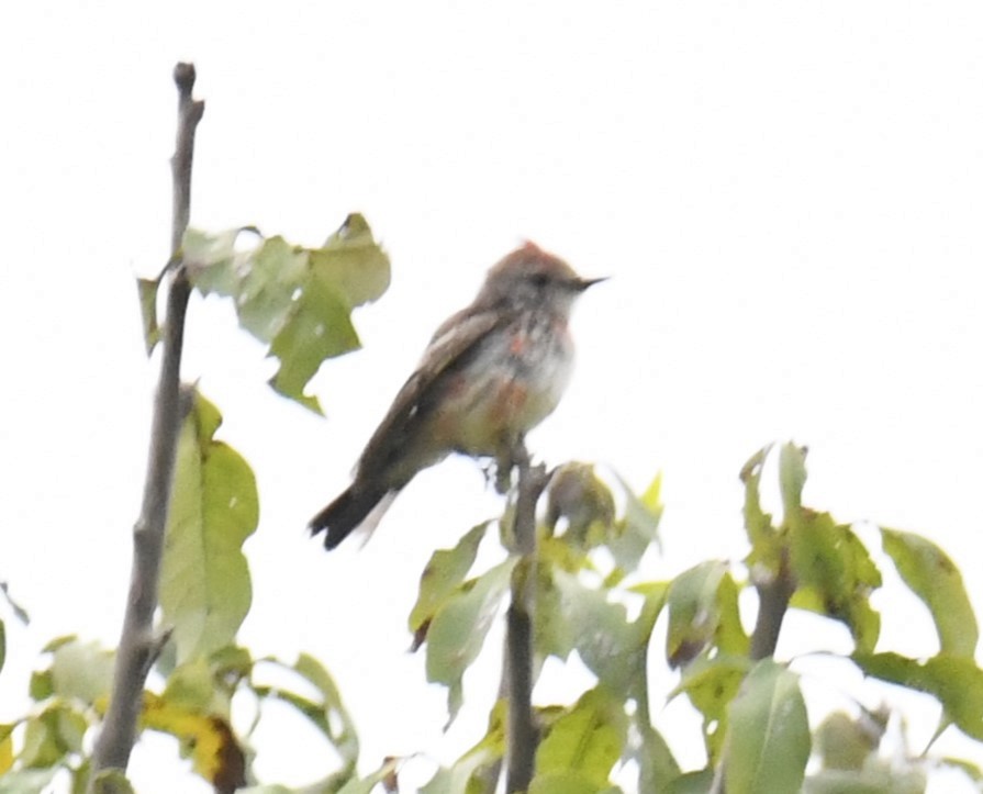 Vermilion Flycatcher - ML615432703