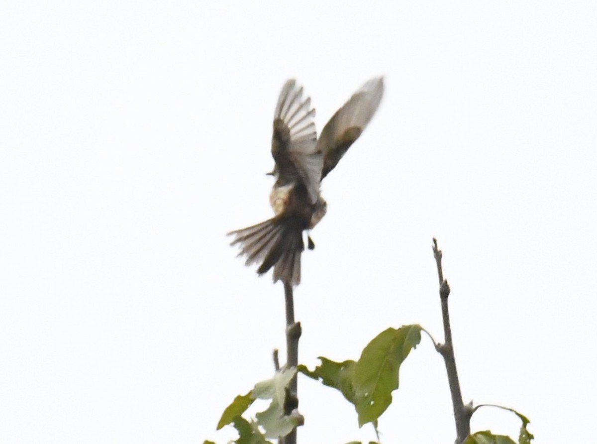 Vermilion Flycatcher - ML615432705