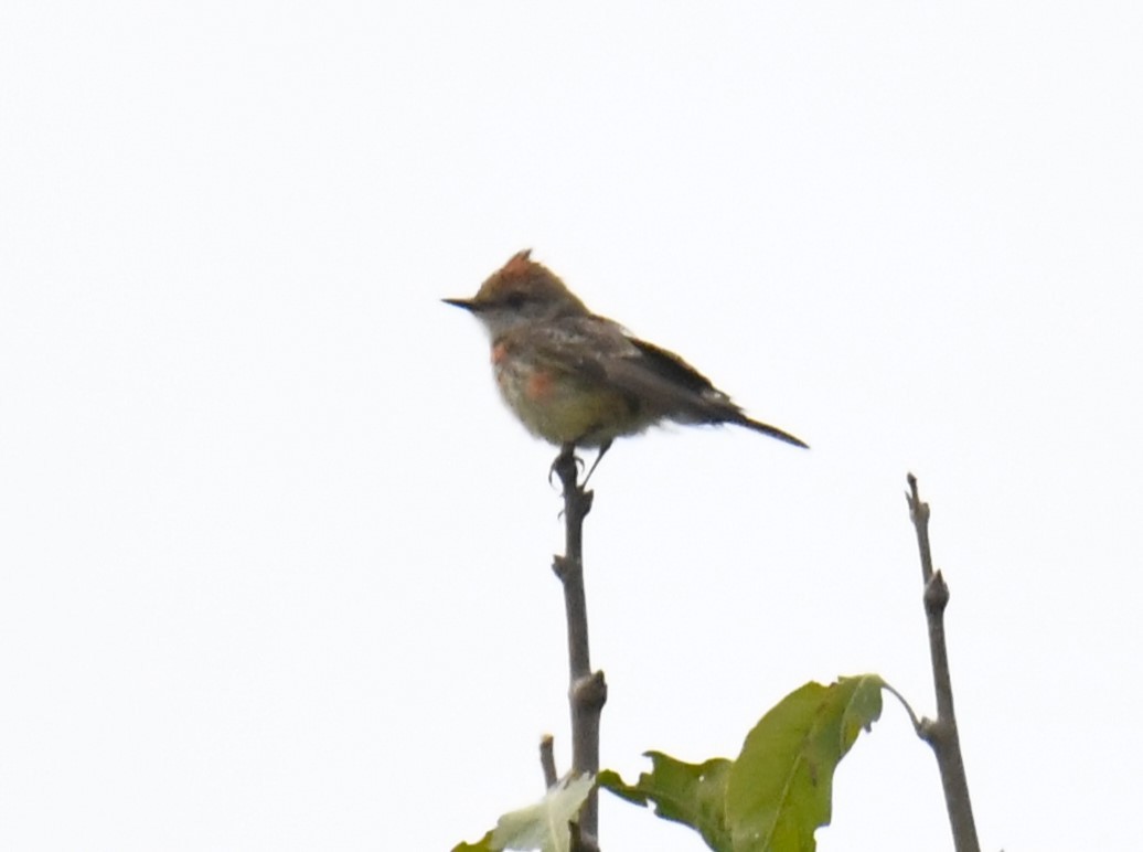 Vermilion Flycatcher - ML615432707