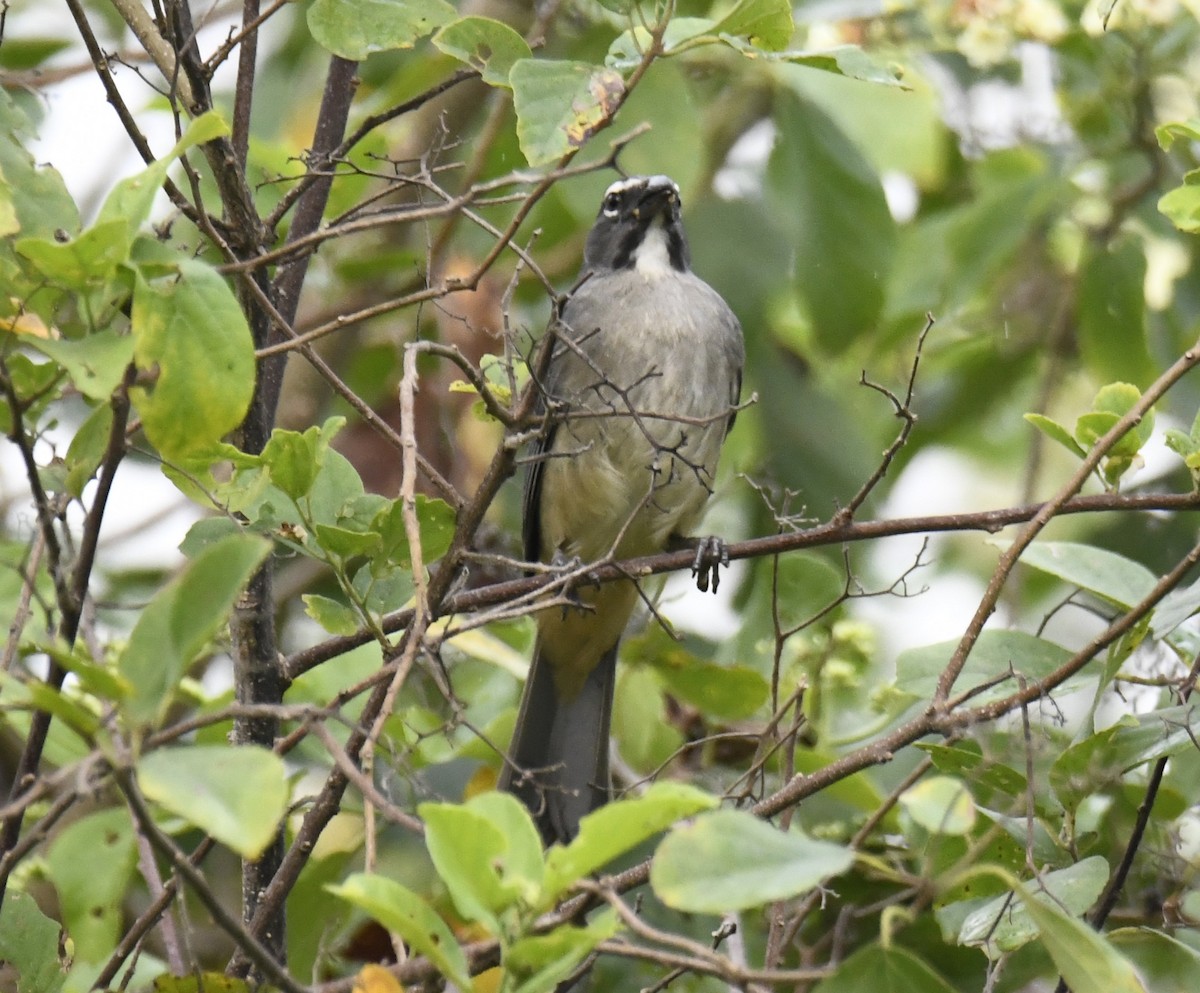 Olive-gray Saltator - ML615432715