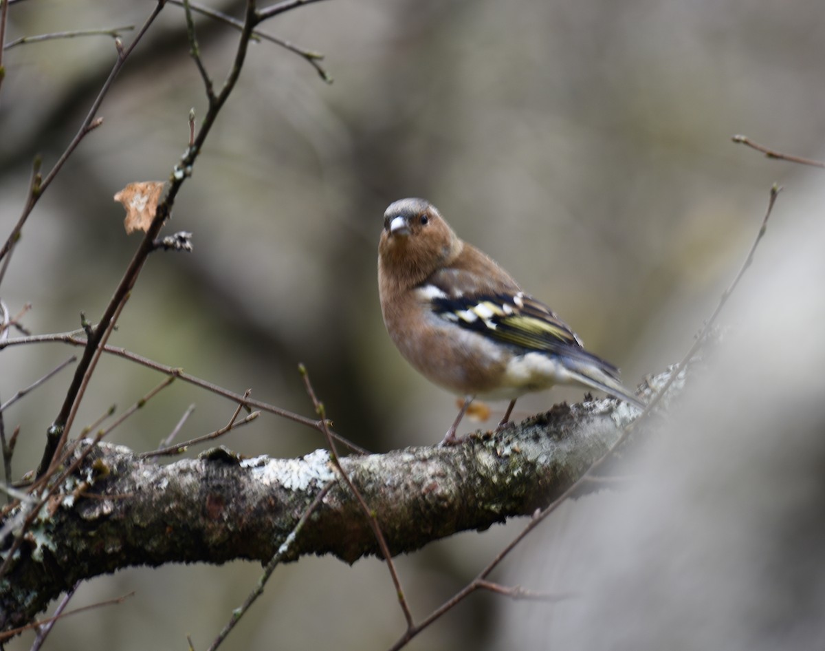 Common Chaffinch - ML615432719