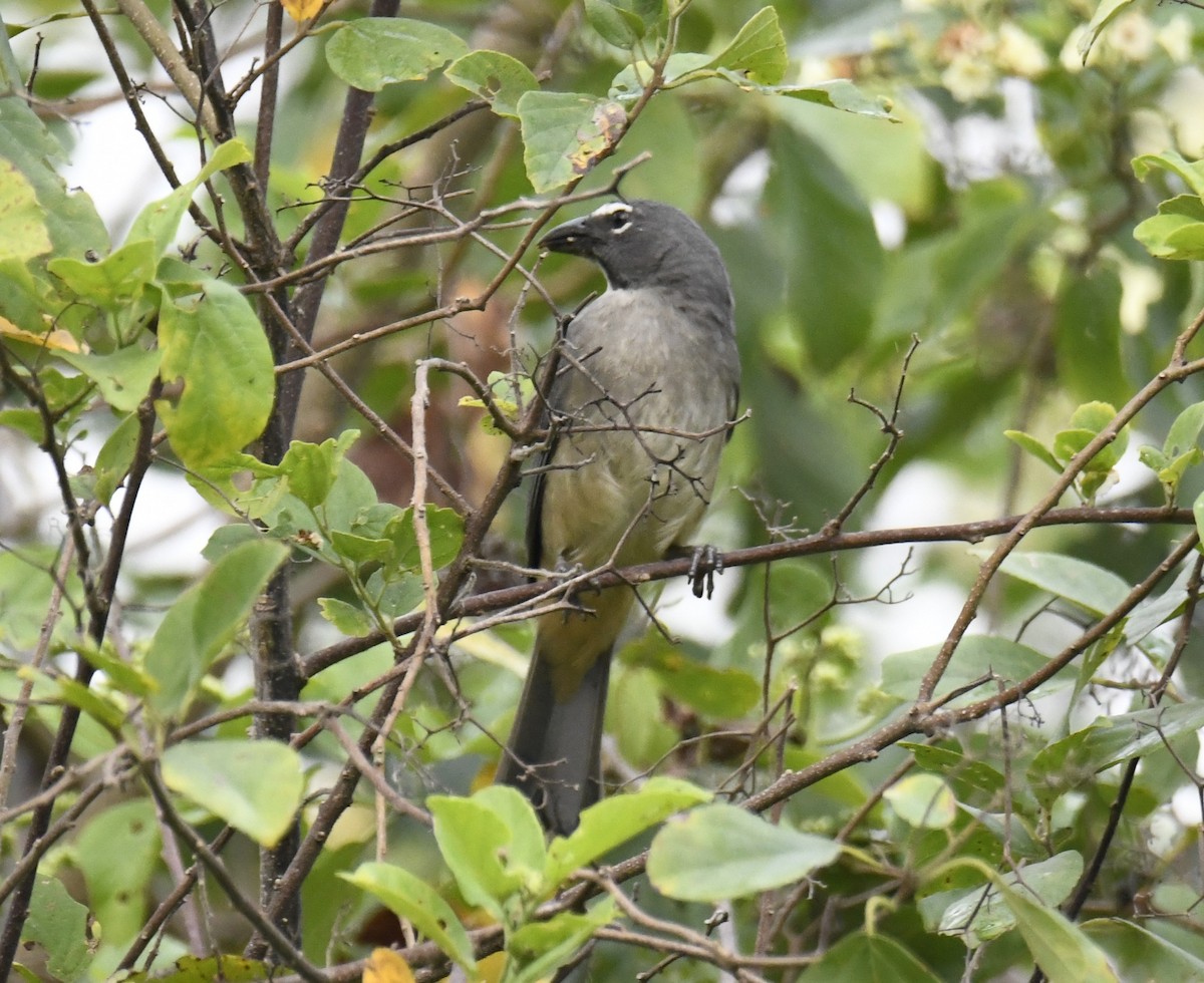 Olive-gray Saltator - ML615432720