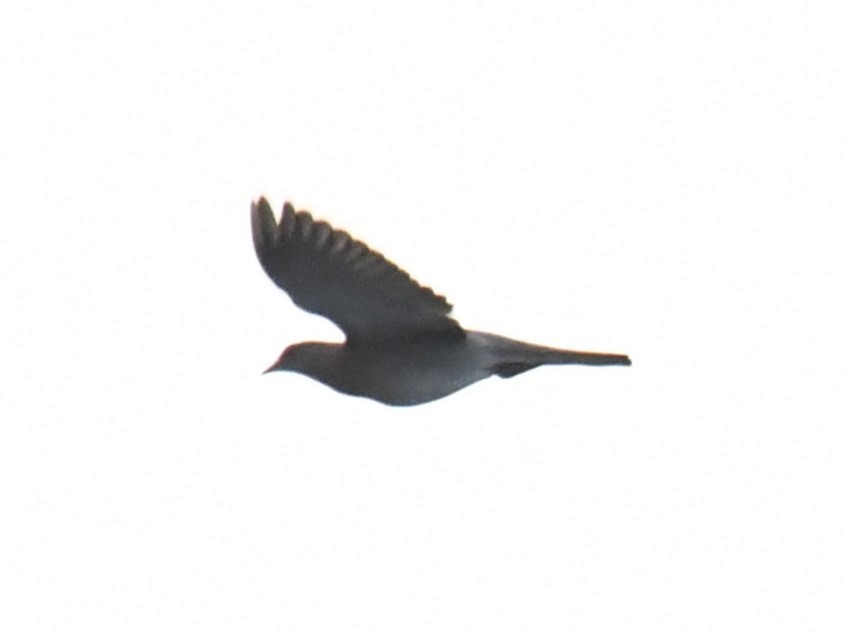 Pale-vented Pigeon - ML615432789