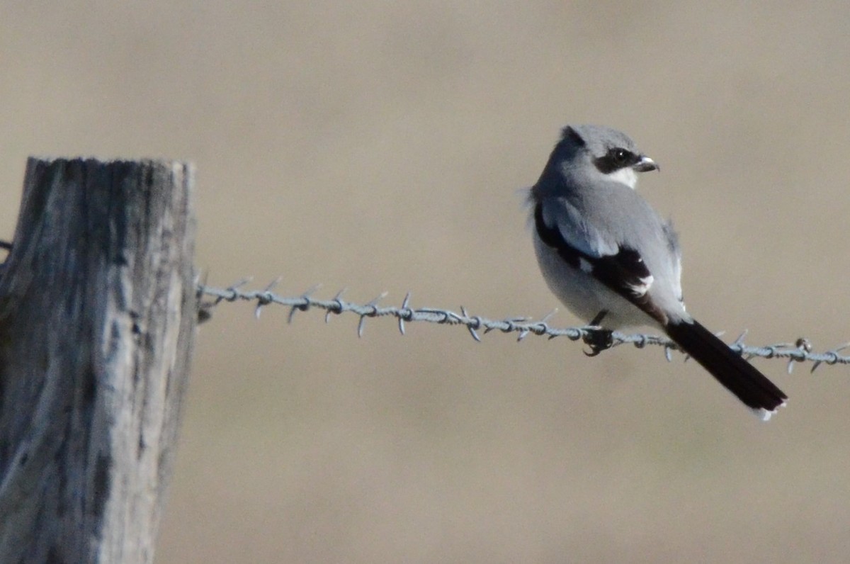 Loggerhead Shrike - Julie Beever