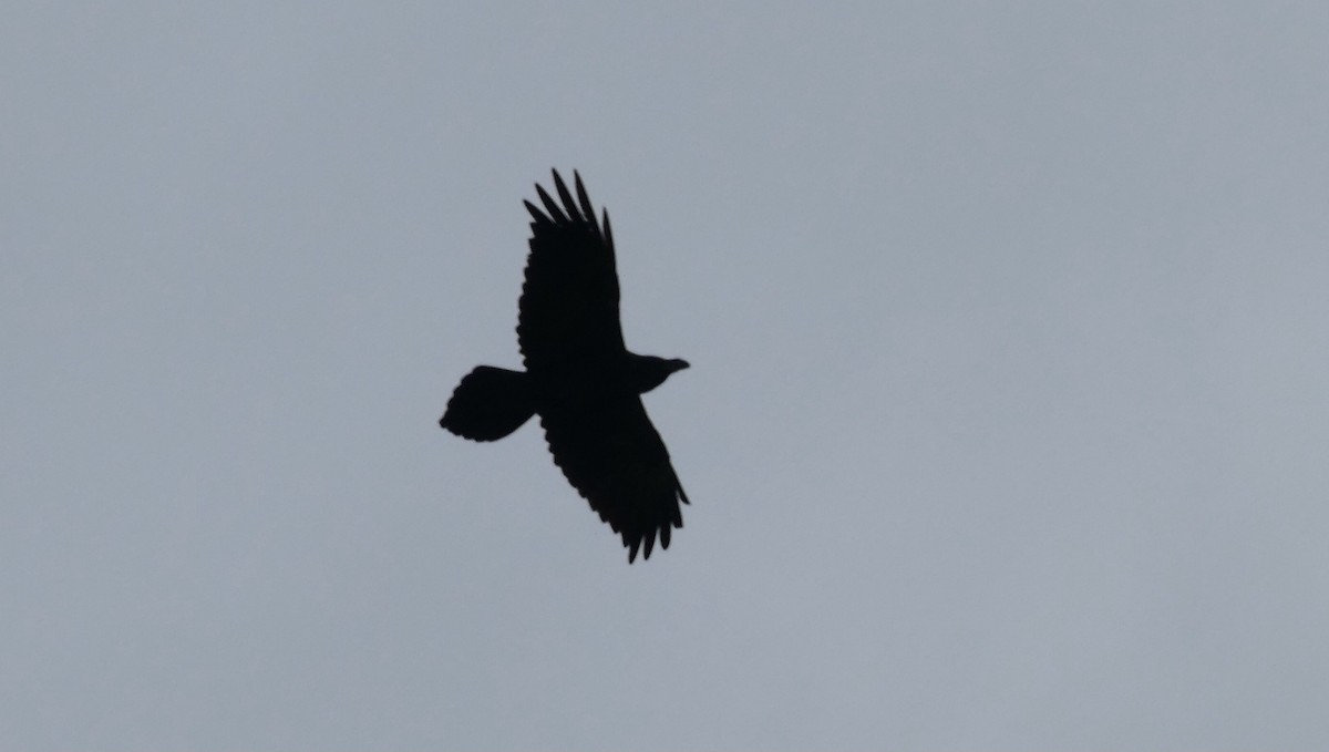 Common Raven - ML615432817