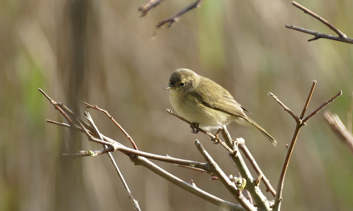 Mosquitero Común - ML615432832