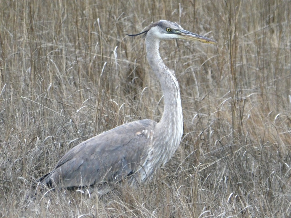 Great Blue Heron - Larry Zirlin