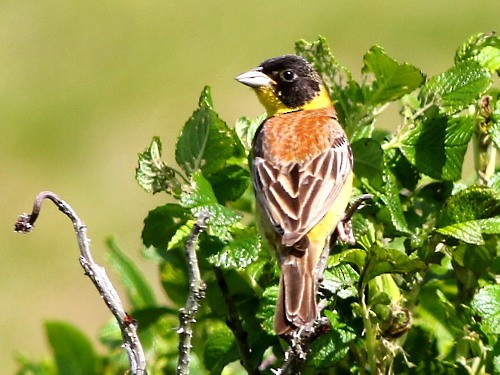 Black-headed Bunting - ML615432850