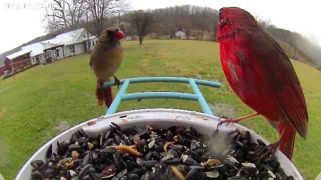 Northern Cardinal - JuliaMarie Given