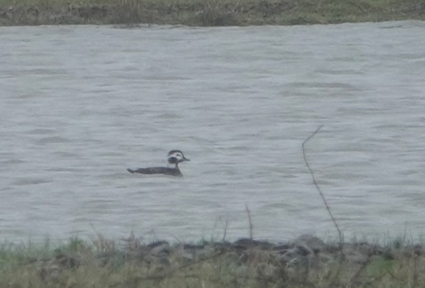 Long-tailed Duck - Duncan Evered