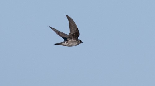 Purple Martin - ML615432950