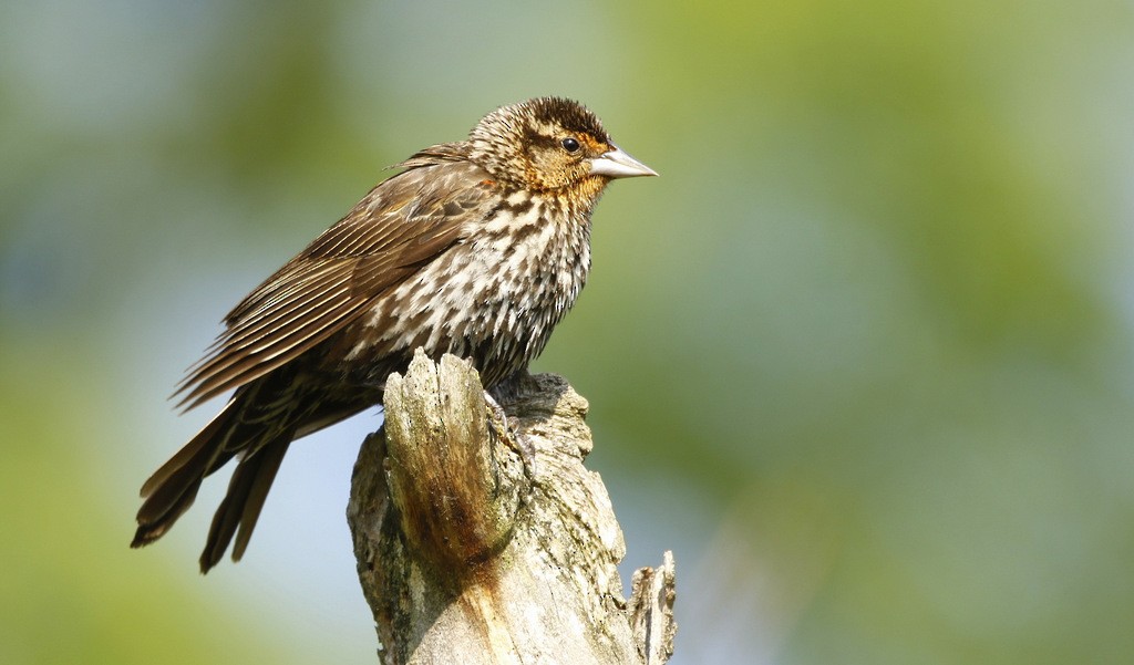 Red-winged Blackbird - ML615432978