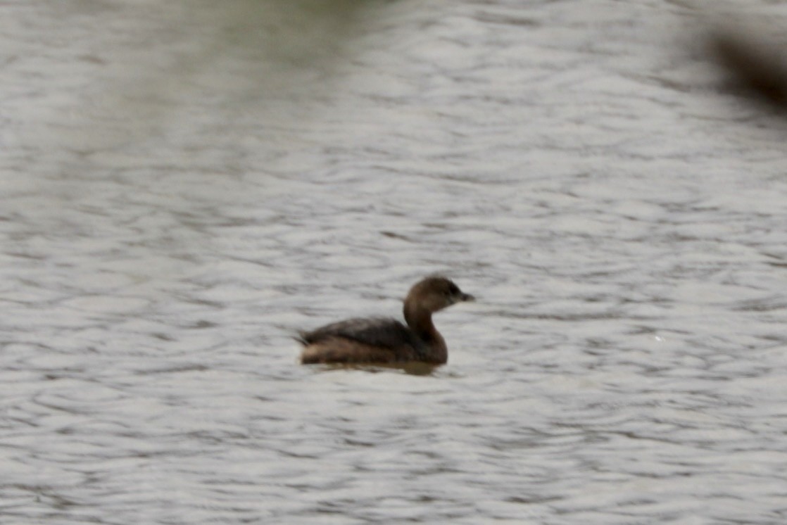 Pied-billed Grebe - ML615432980