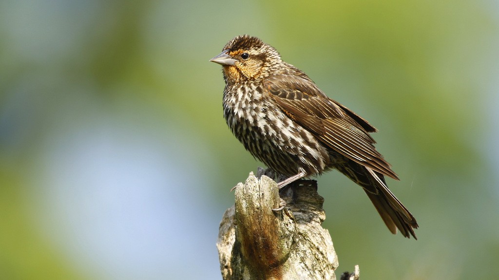 Red-winged Blackbird - ML615432986