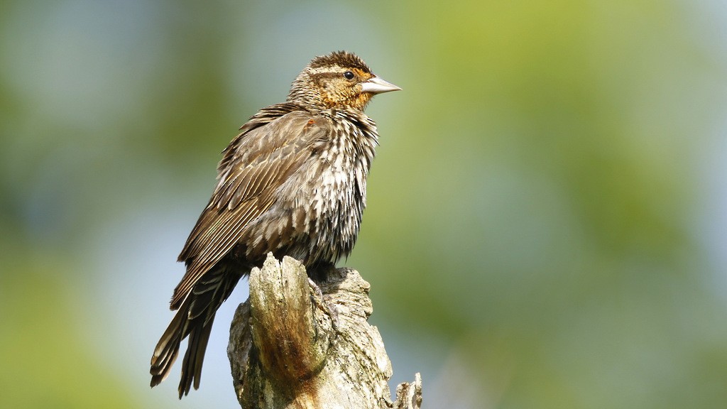 Red-winged Blackbird - ML615432993