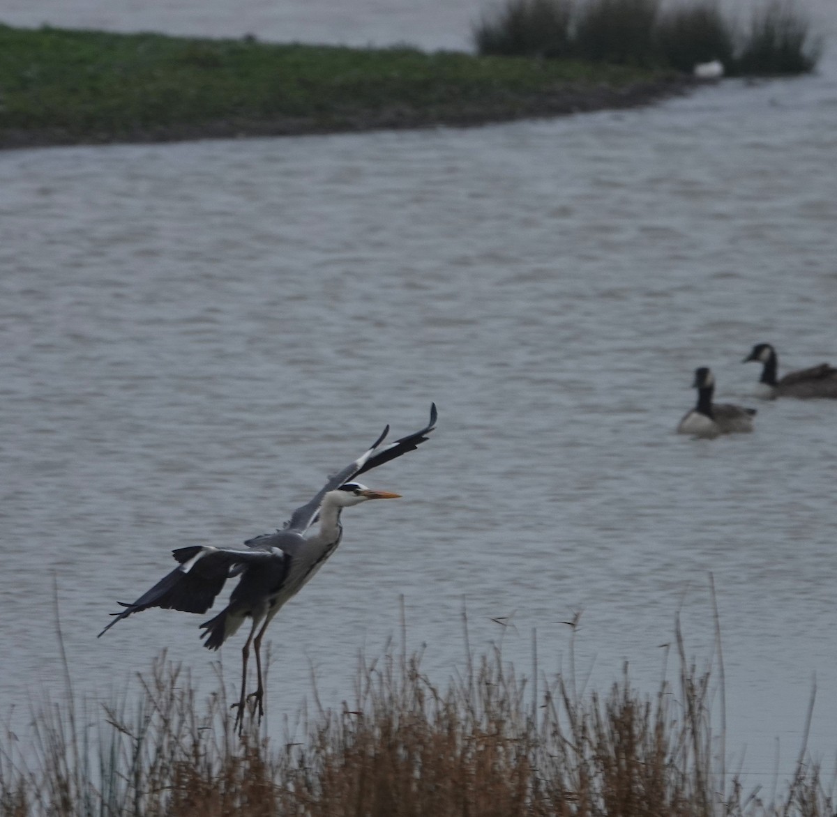 Gray Heron - Duncan Evered