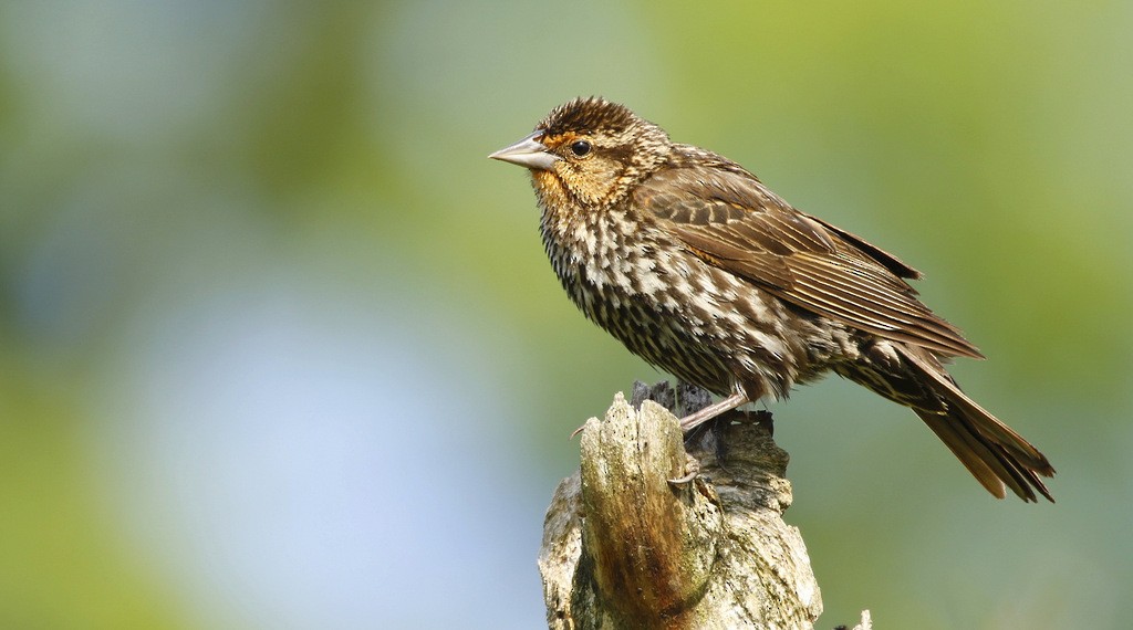 Red-winged Blackbird - ML615433005