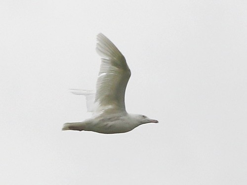 Glaucous Gull - David Cooper