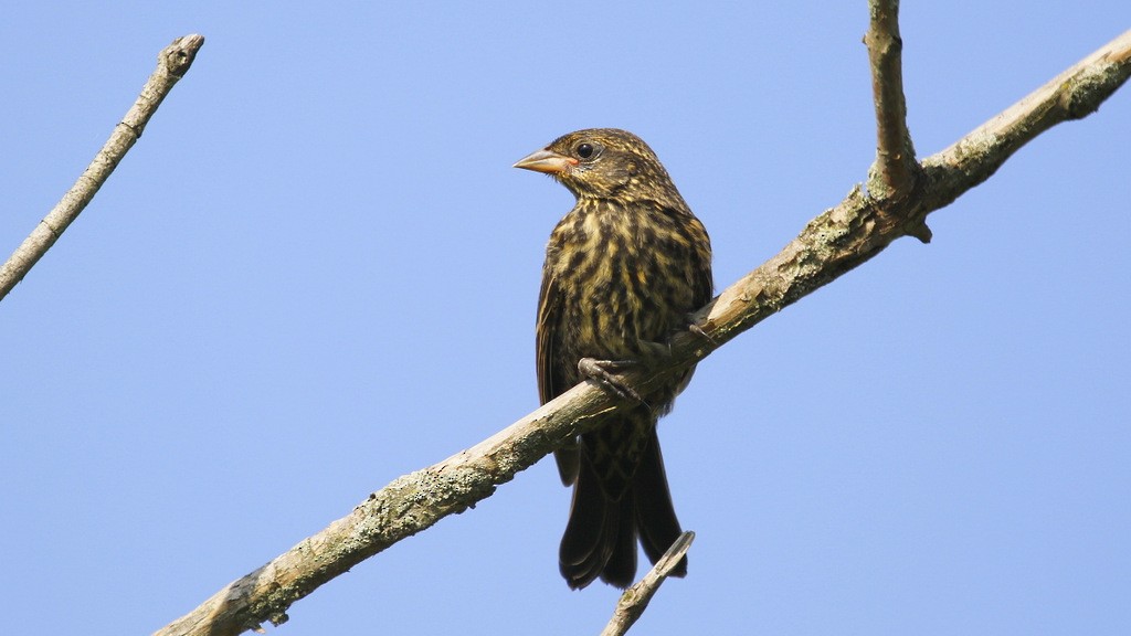 Red-winged Blackbird - Julie Gidwitz