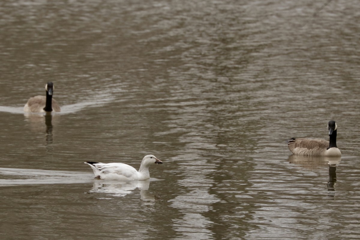 Snow Goose - ML615433019