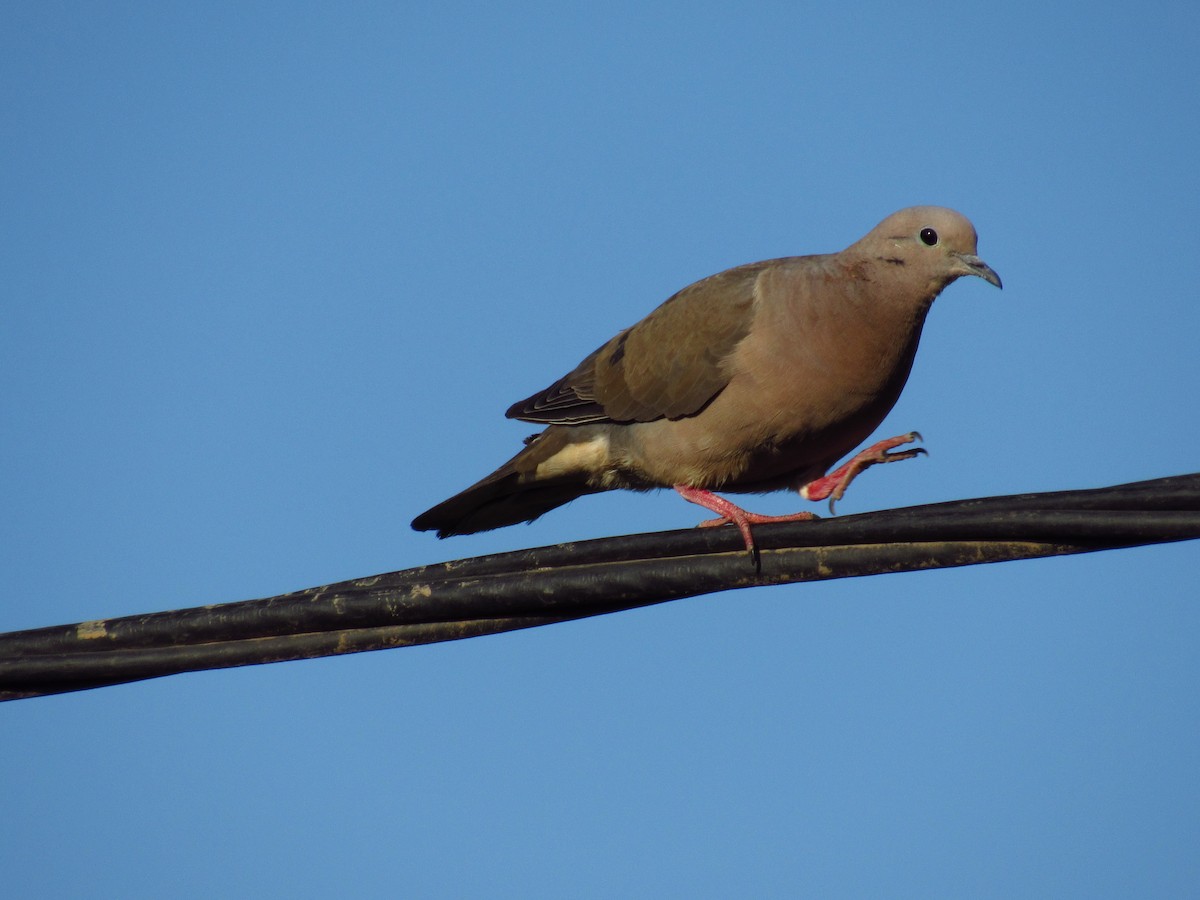 Eared Dove - ML615433040