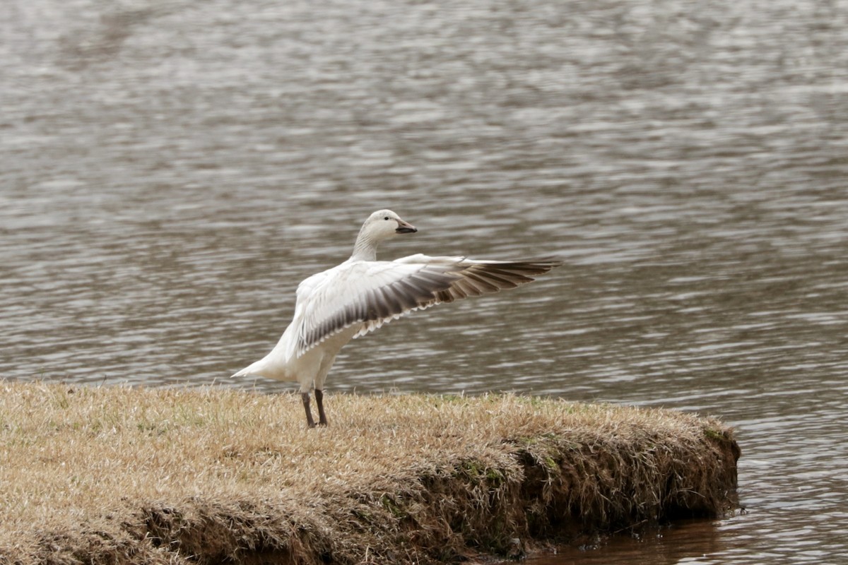 Snow Goose - ML615433041