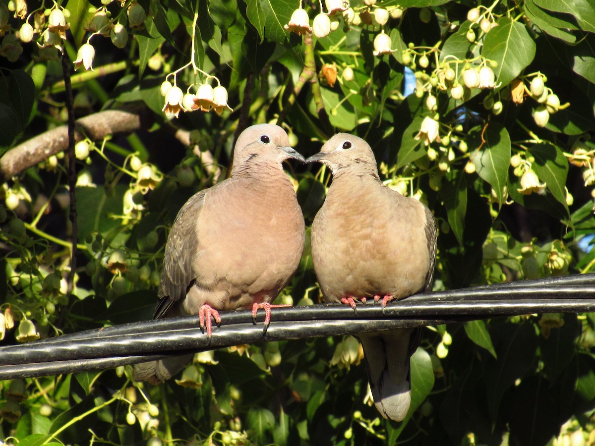 Eared Dove - Mario Reyes