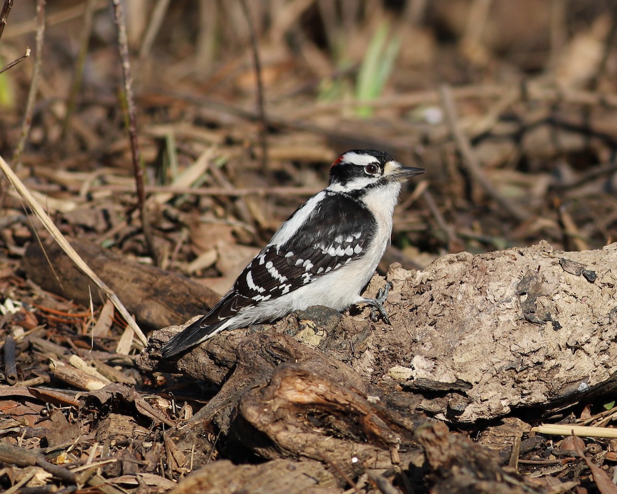 Downy Woodpecker - ML615433055