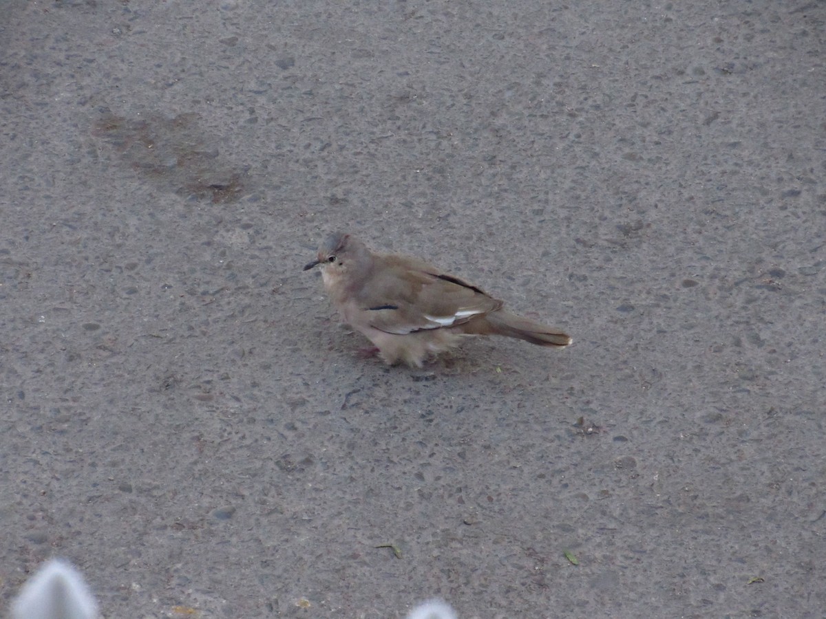 Picui Ground Dove - ML615433070