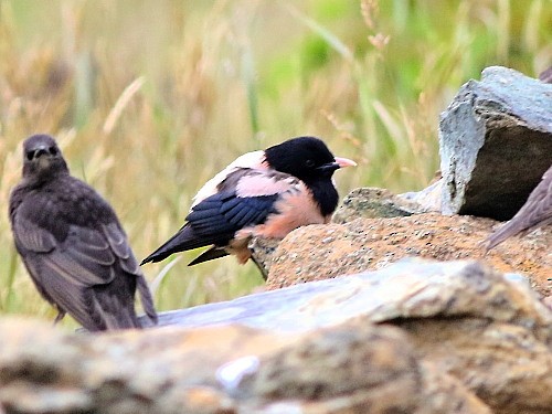 Rosy Starling - ML615433087