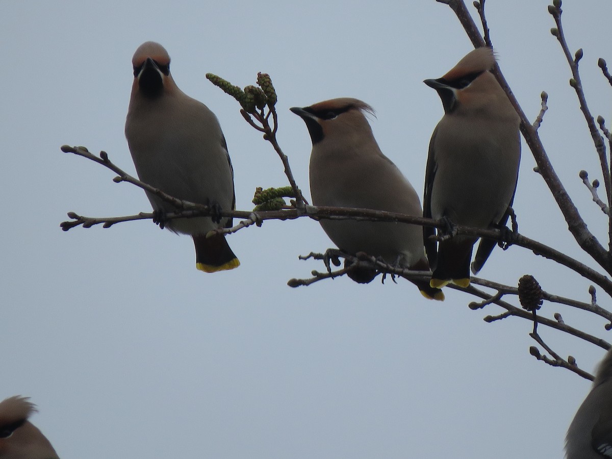 Bohemian Waxwing - ML615433097