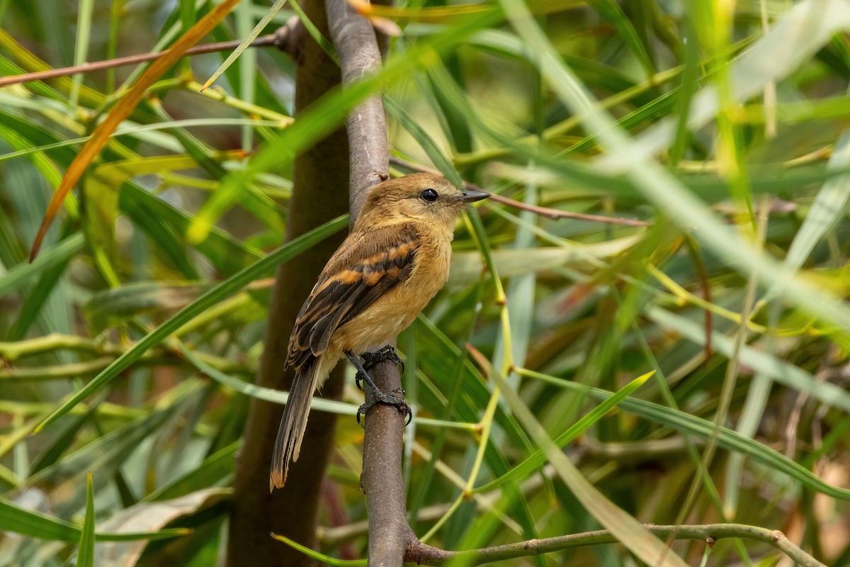 Rufescent Flycatcher - Thibaud Aronson