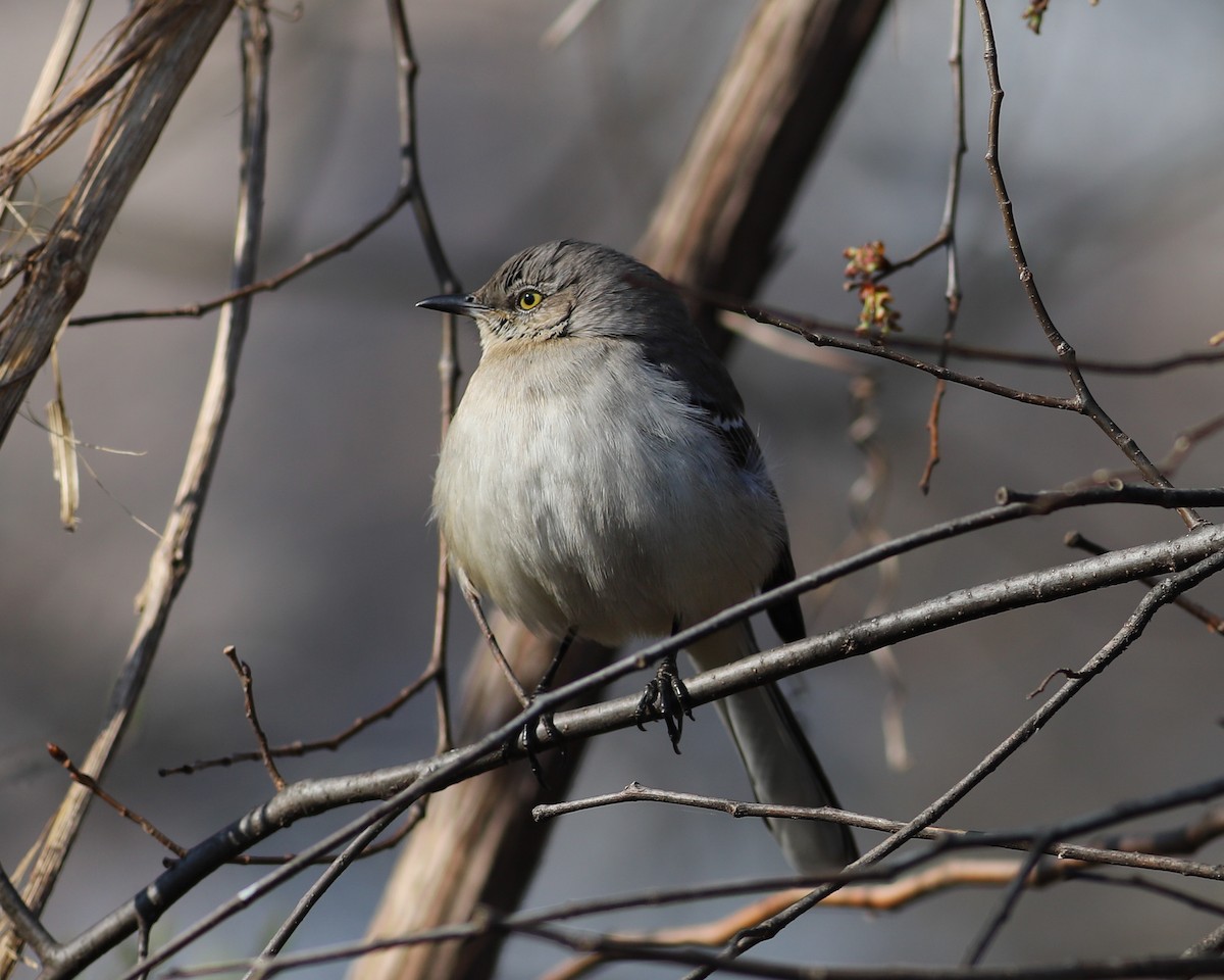 Northern Mockingbird - ML615433154