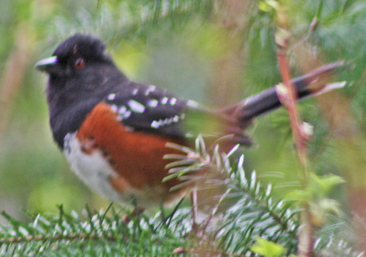 Spotted Towhee - ML615433181