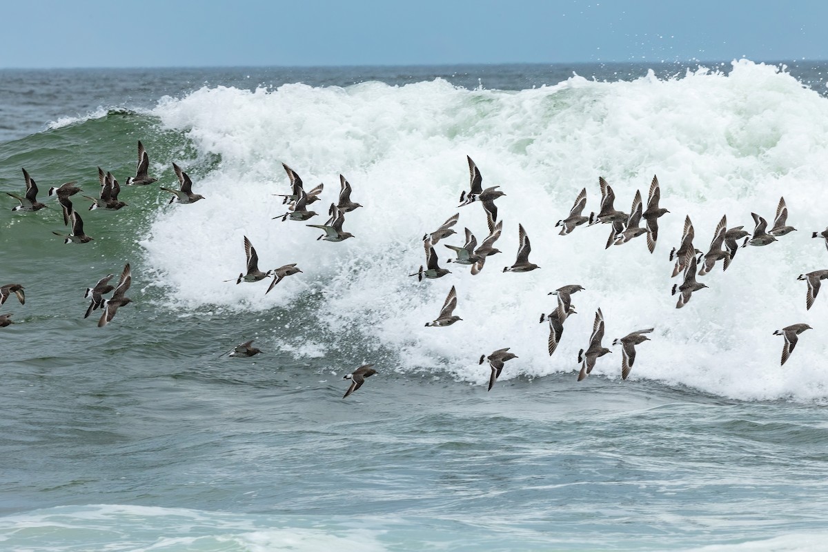 Surfbird - ML615433186