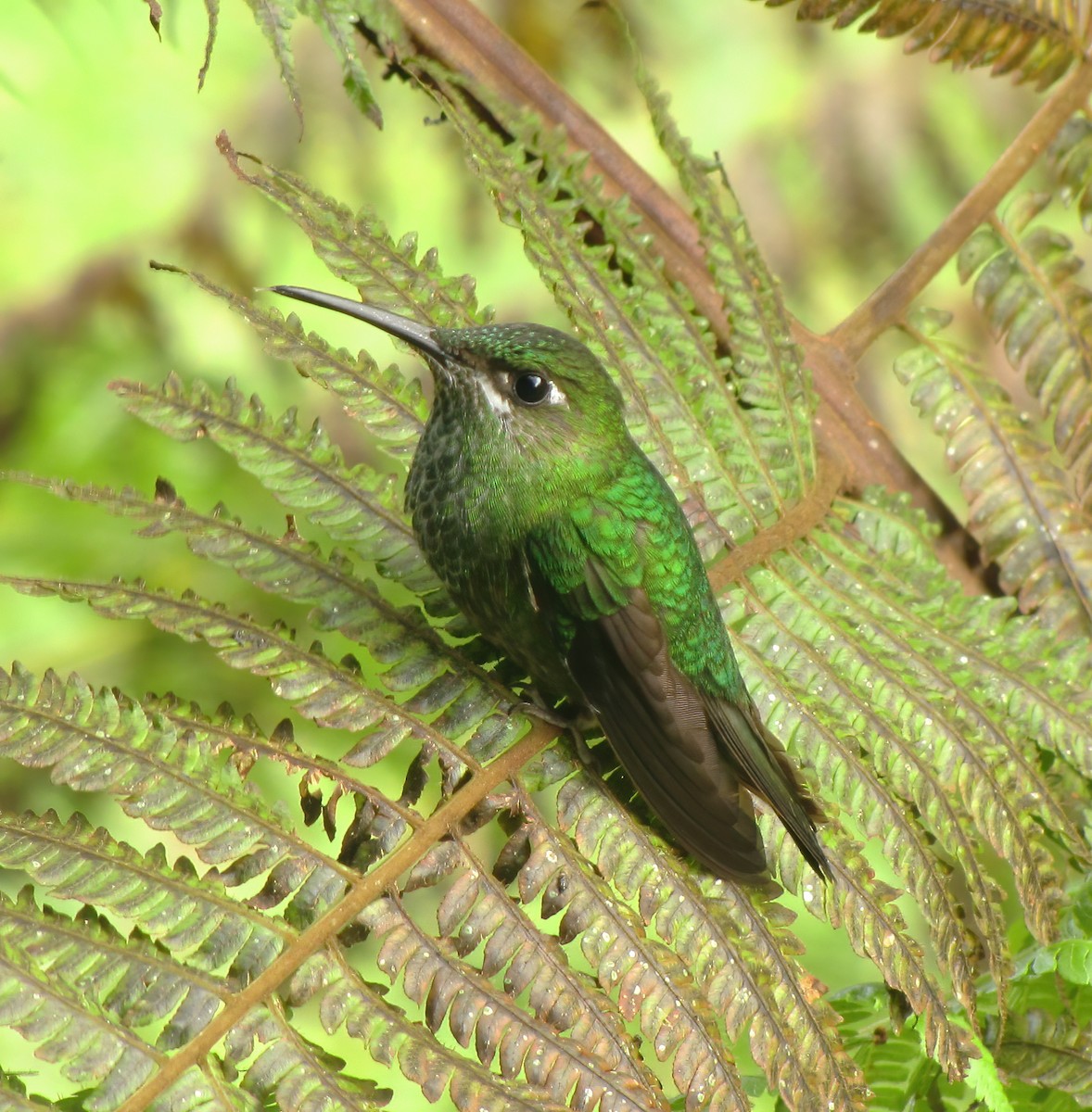 Violet-fronted Brilliant - ML615433217