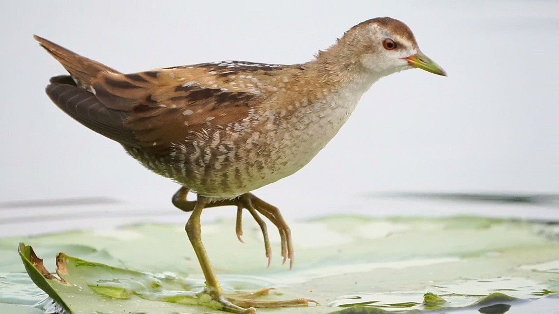 Little Crake - ML615433220