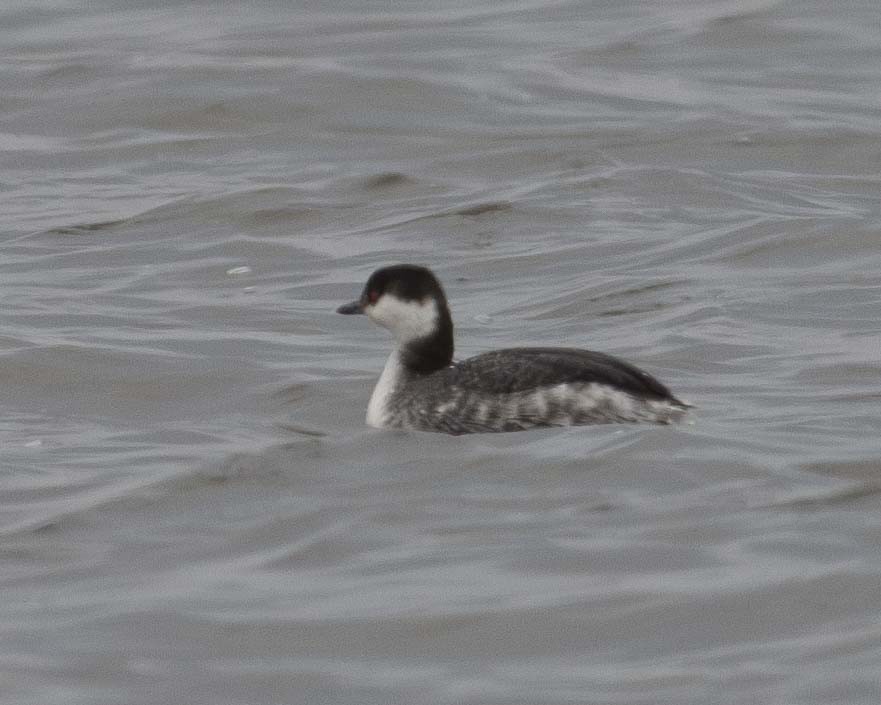 Horned Grebe - ML615433229