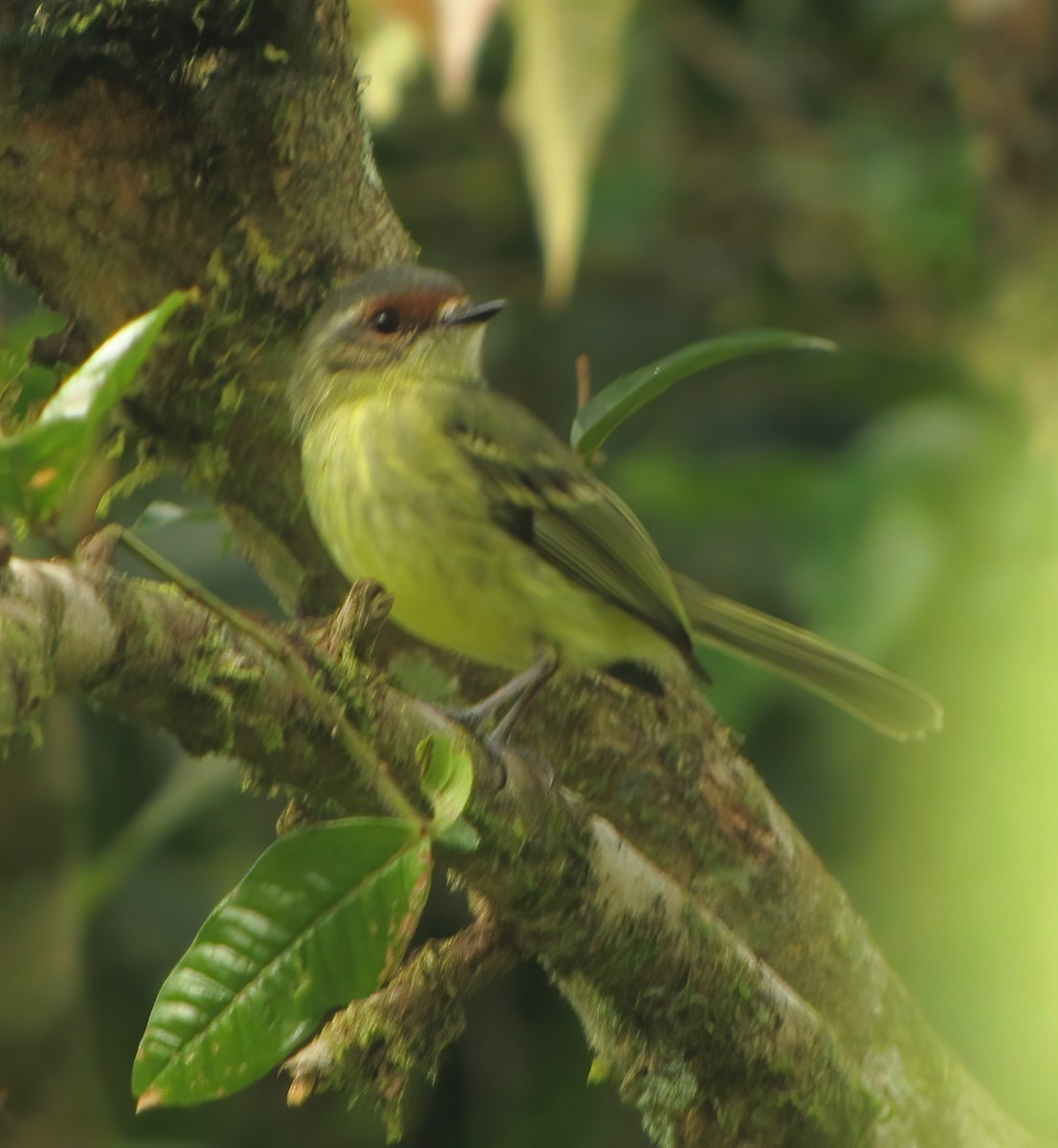 Cinnamon-faced Tyrannulet - Gary Rosenberg