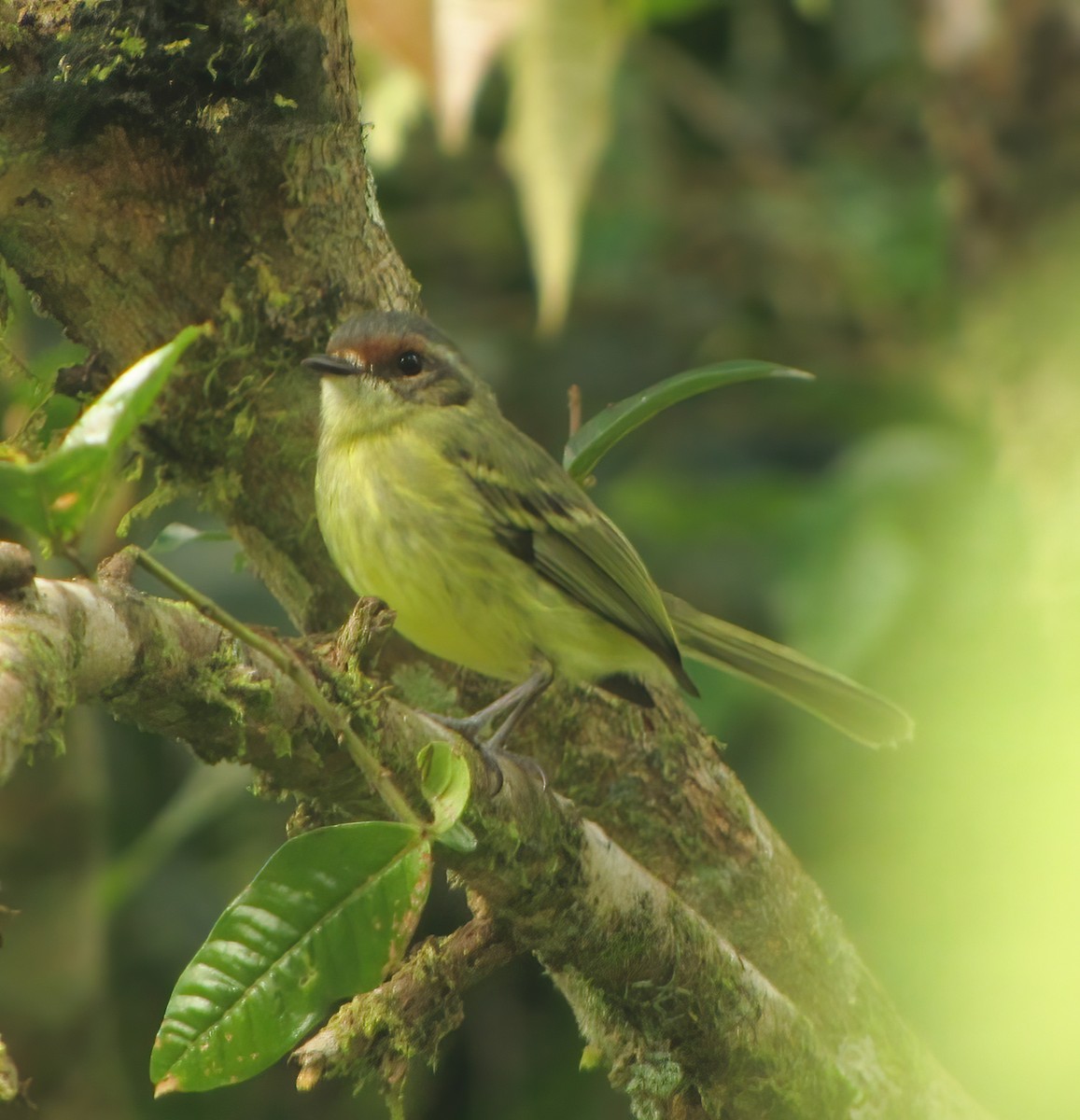 Cinnamon-faced Tyrannulet - Gary Rosenberg