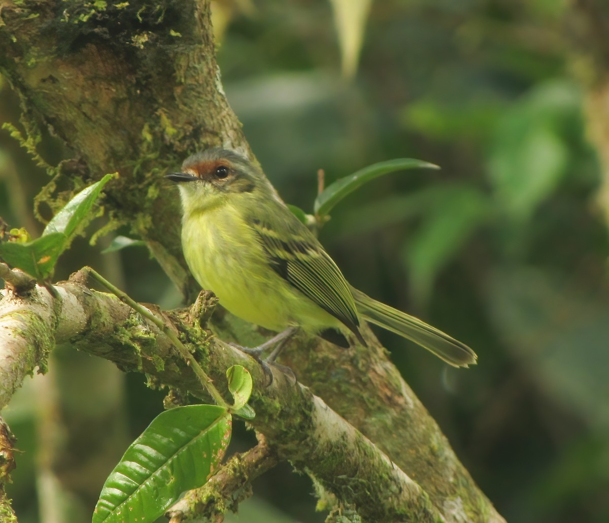 Cinnamon-faced Tyrannulet - ML615433241