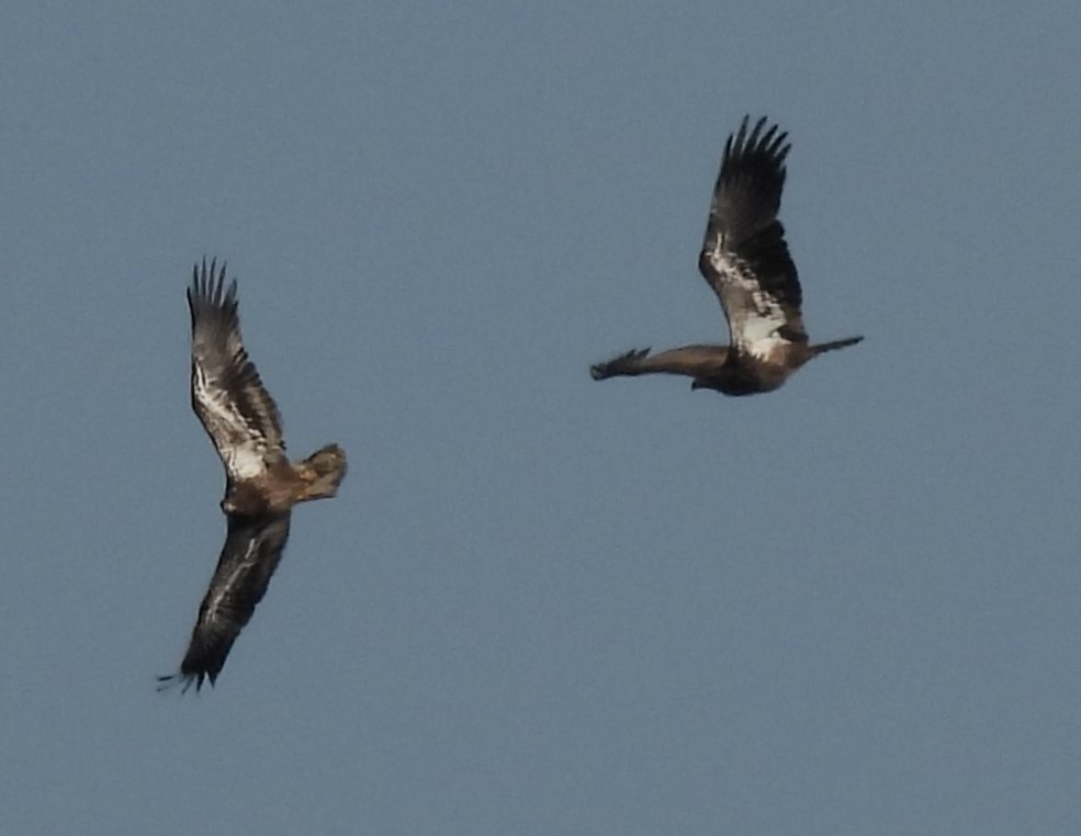 Bald Eagle - ML615433372