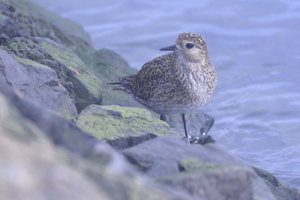 European Golden-Plover - ML615433376