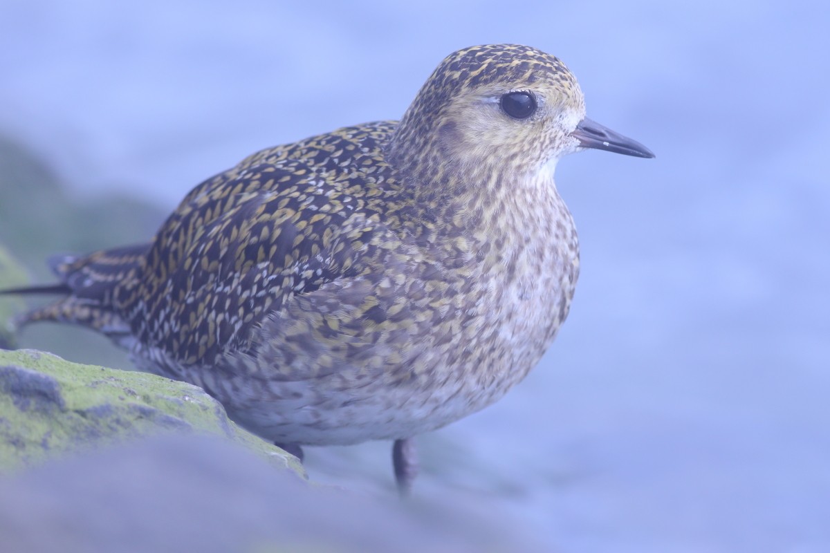 European Golden-Plover - ML615433400