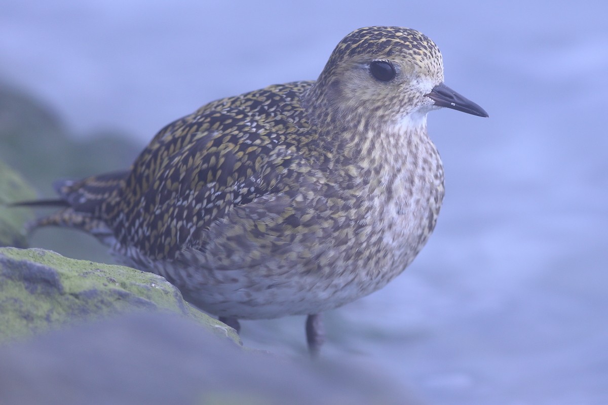 European Golden-Plover - ML615433401