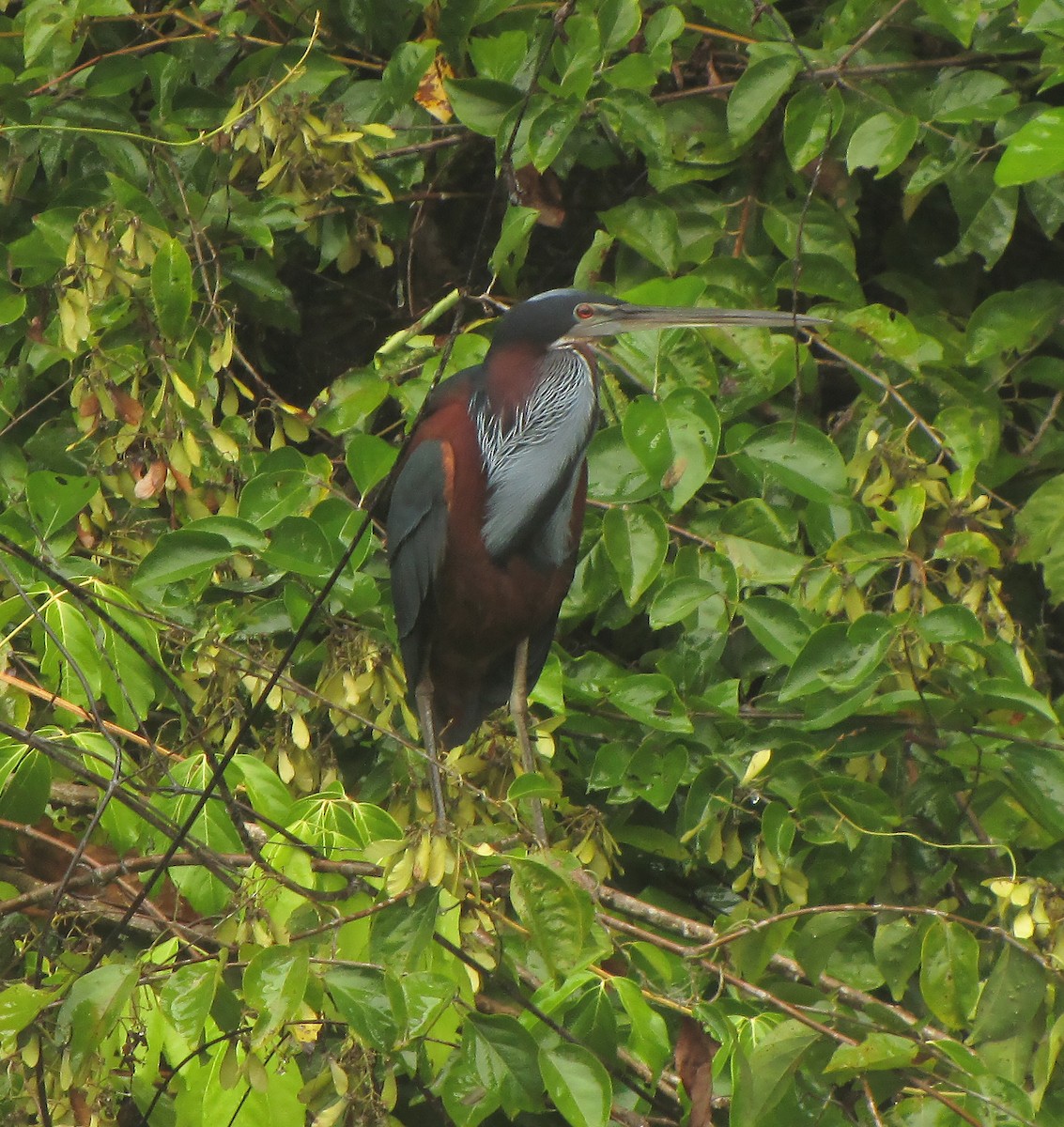 Agami Heron - ML615433460