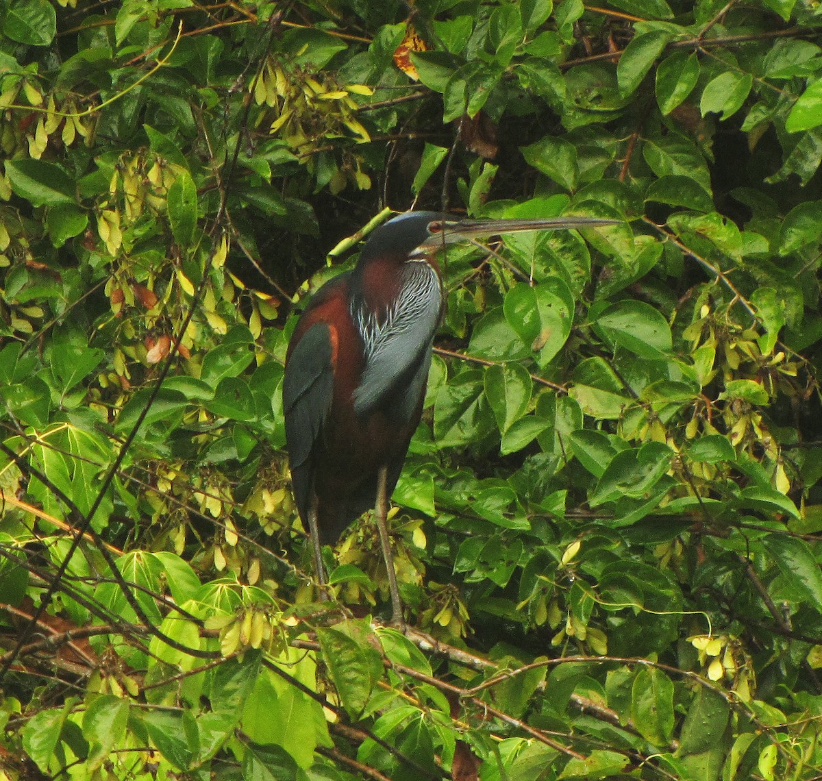 Agami Heron - ML615433461