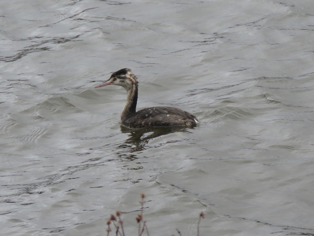Great Crested Grebe - ML615433484