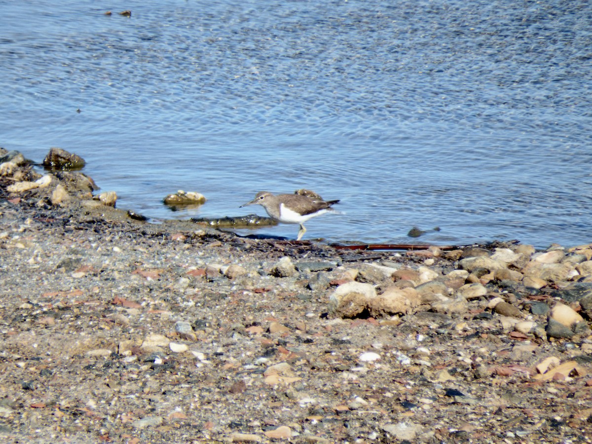 Common Sandpiper - Adrian Ruiz Álvarez