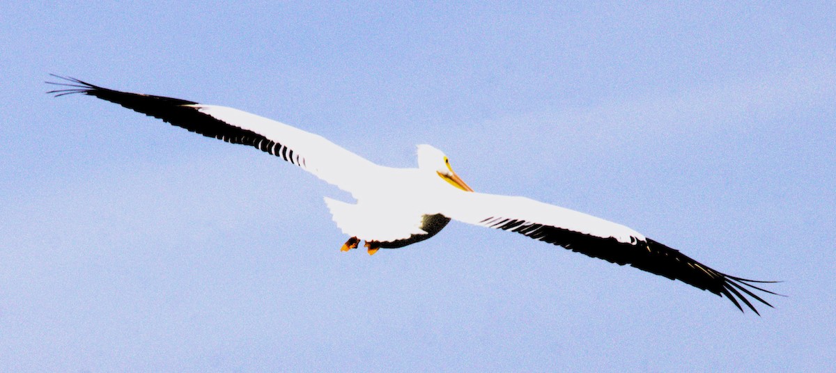 American White Pelican - ML615433521